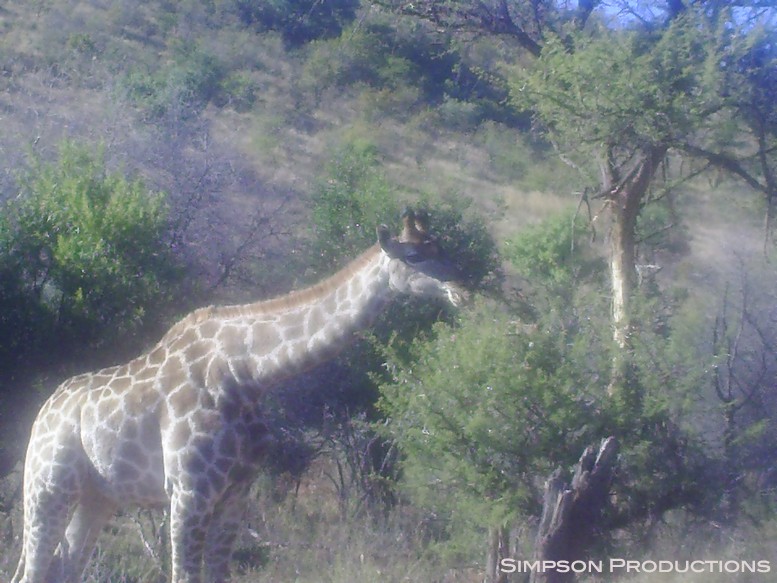 world-cup-south-africa-2010